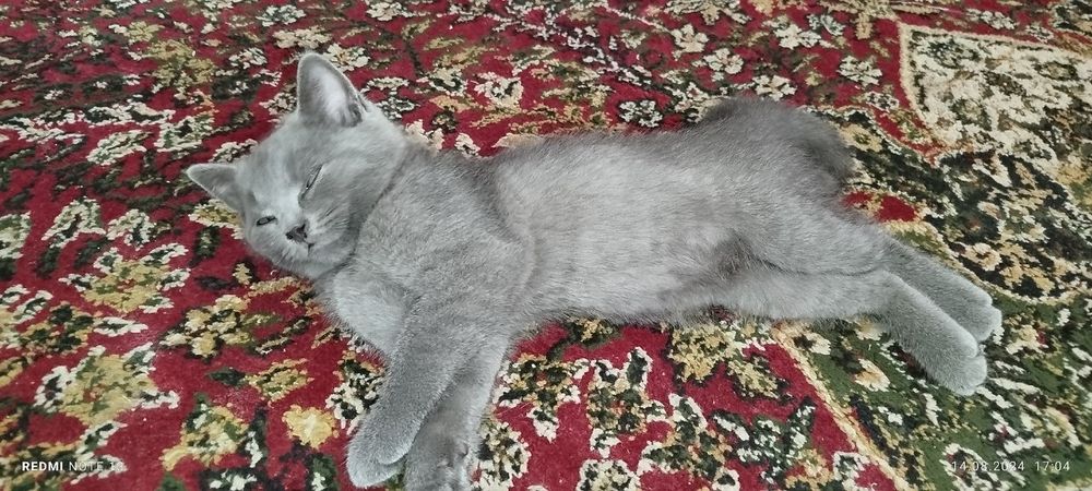 Skotsh mushuk sotiladi quqonda 100 $ kelishamiz