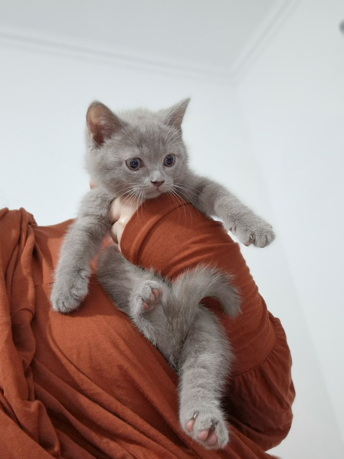 Мушук зотли  котята  тоза кон