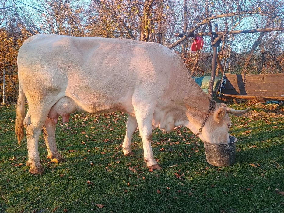 Vaca de 4 ani fatata recent 22 l de lapte la zi
