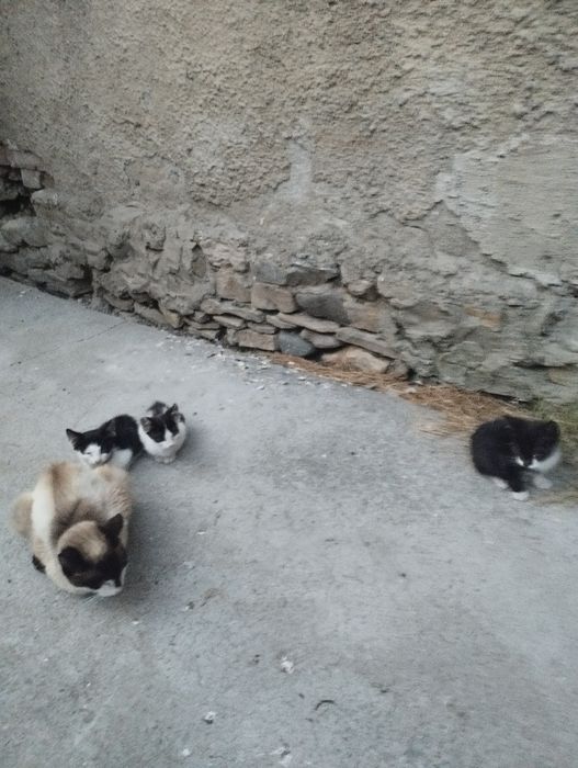 Donez pui de pisica