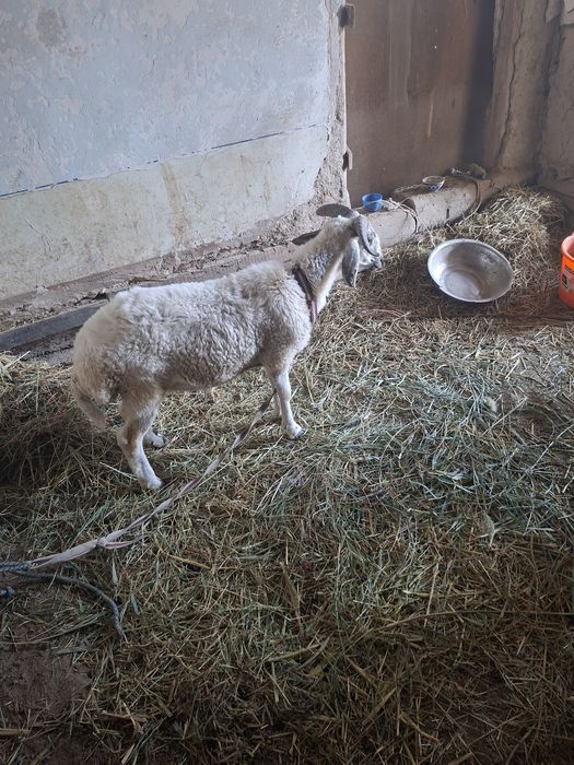 Кой козилар 4364