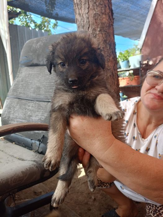 Cățeluși simpatici spre adoptie