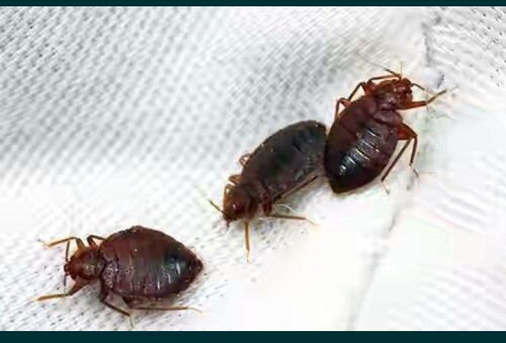 Дизенфекция клапа 120000