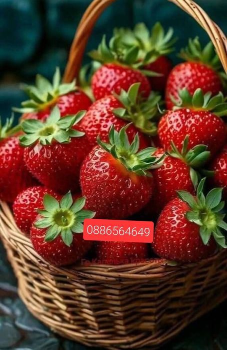 Продавам Уникален Разсад Ягоди и Малини