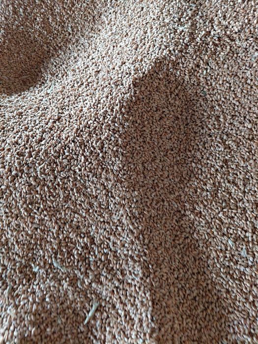 Vand grau , floarea-soarelui