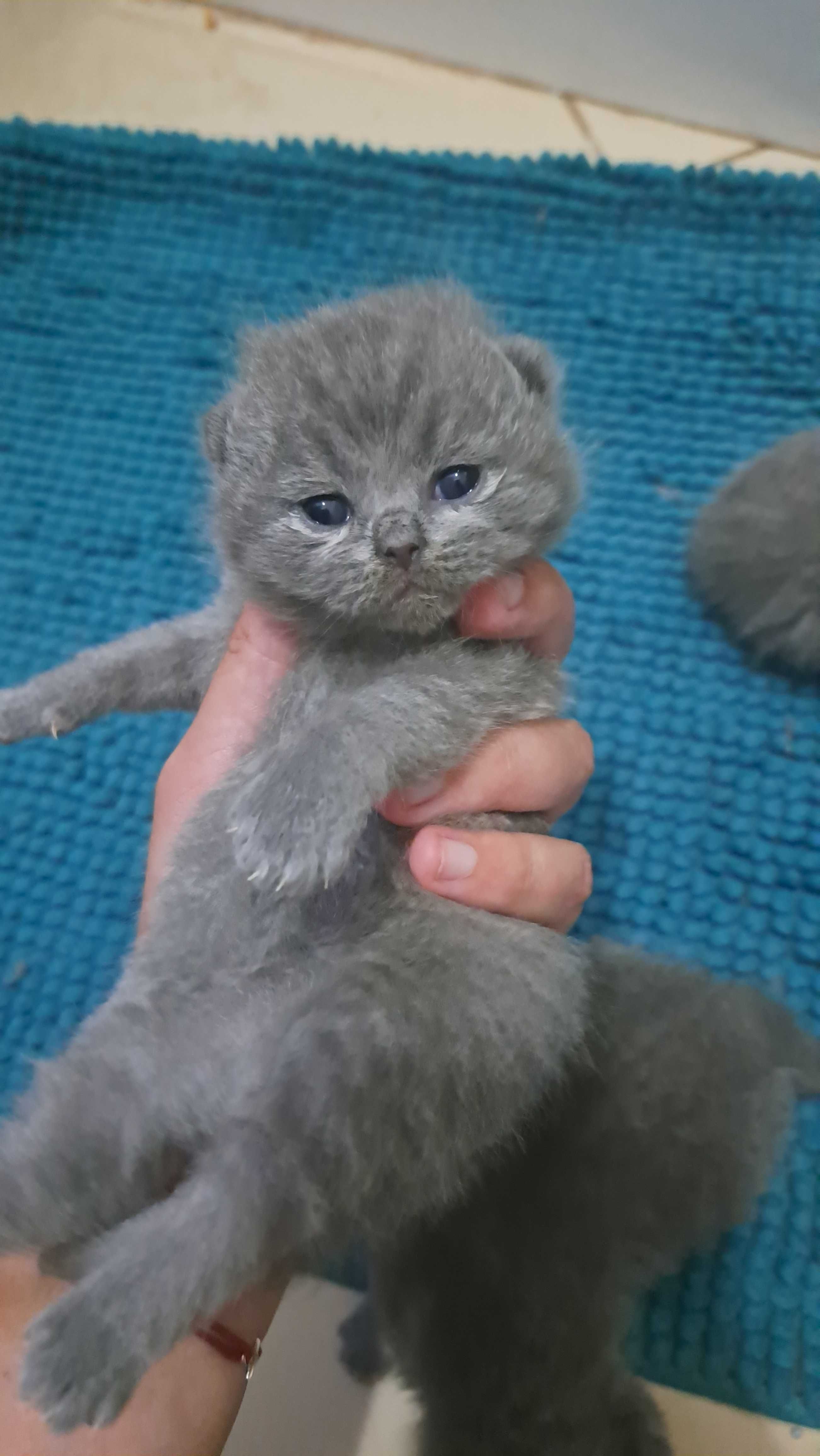 Femela British shorthair blue