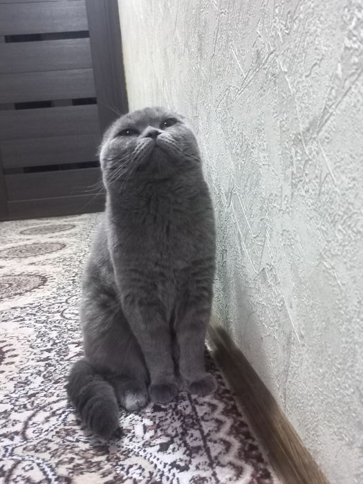 ВЯЗКА чистокровный фолд