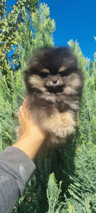 Померан мини померанче