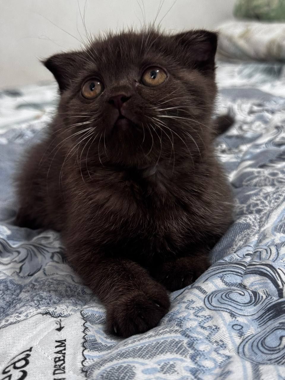 Scottish fold,Qiz bola,Nebula ! Скоттиш Фолд !