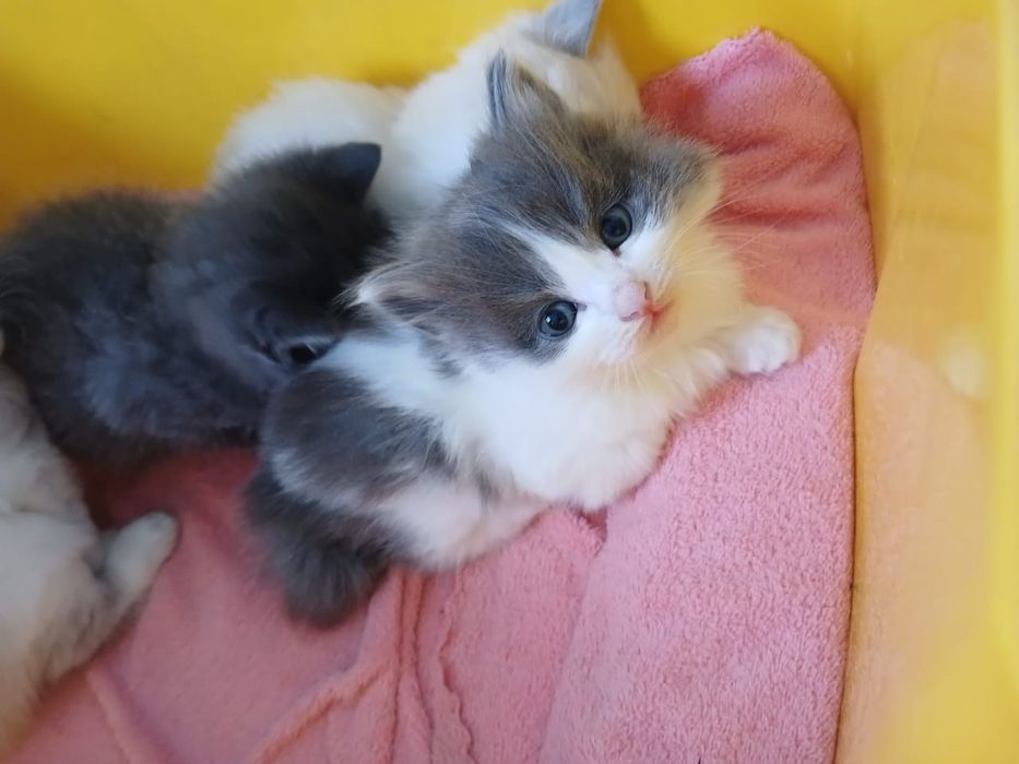 Мысык маргаууууу