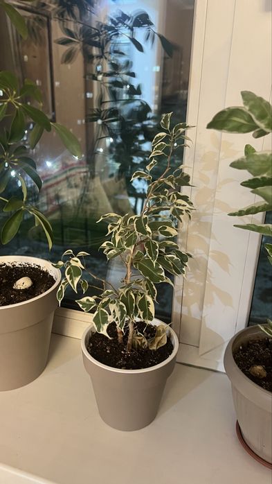 Продам Фикус Бенджамина