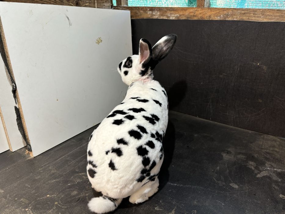 Masculi rex dalmatian