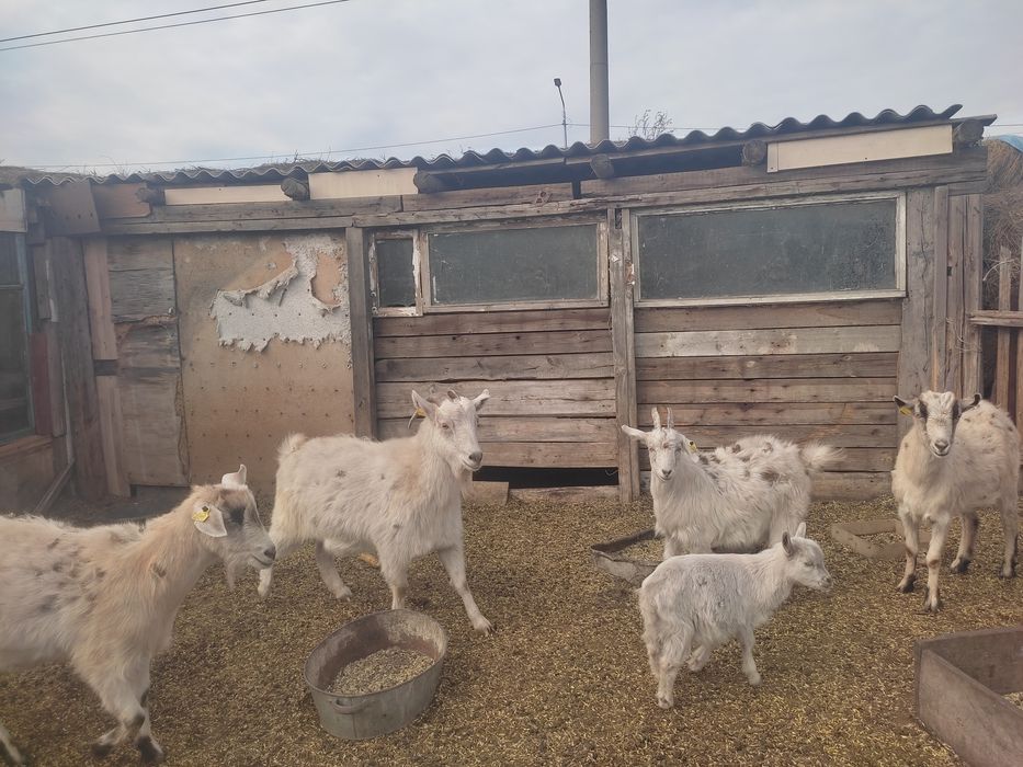 Продам коз и козов