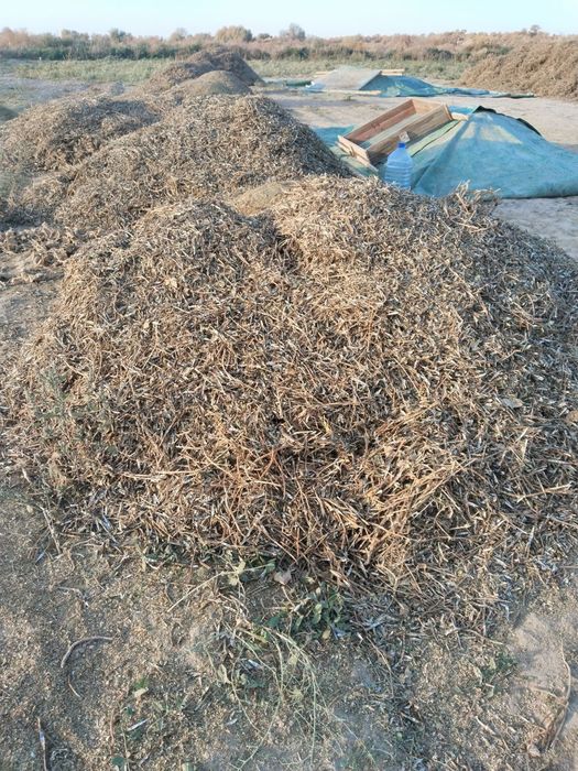 Ассалаума аликум Маш пакалы хамде кауыгы бар таза шаны жок