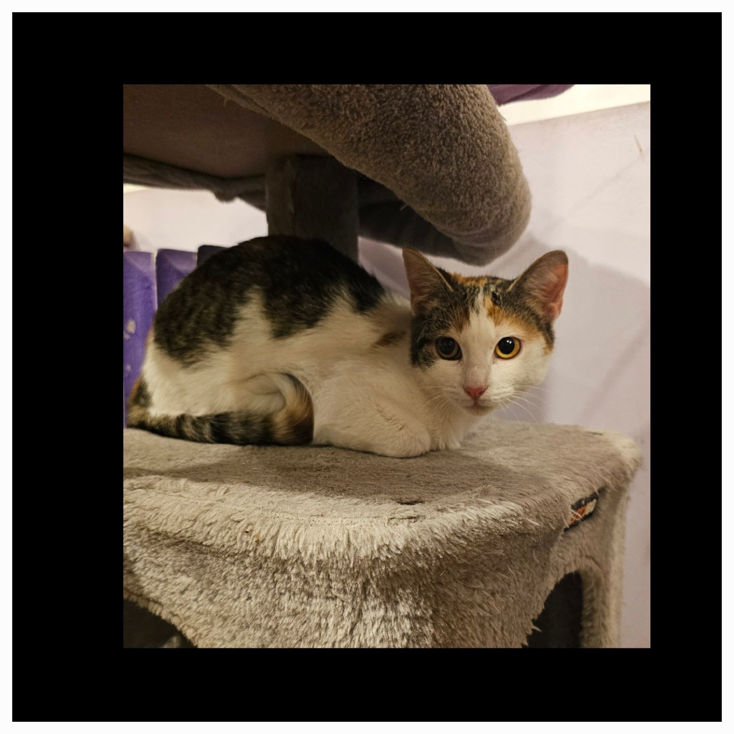 Adoptie pui pisica calico sterilizata Adelina Pestrița