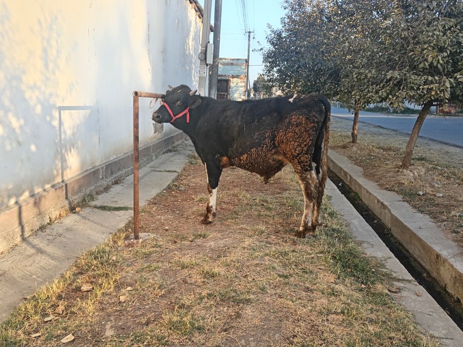 Buqa toza pyostra tonna boladi bu