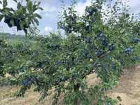 Vand prune pentru consum sau tuica