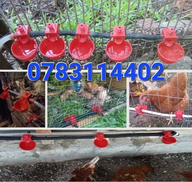 Adapatori gaini pui gaste curci prepelite porumbei-nivel reglabil- 10G