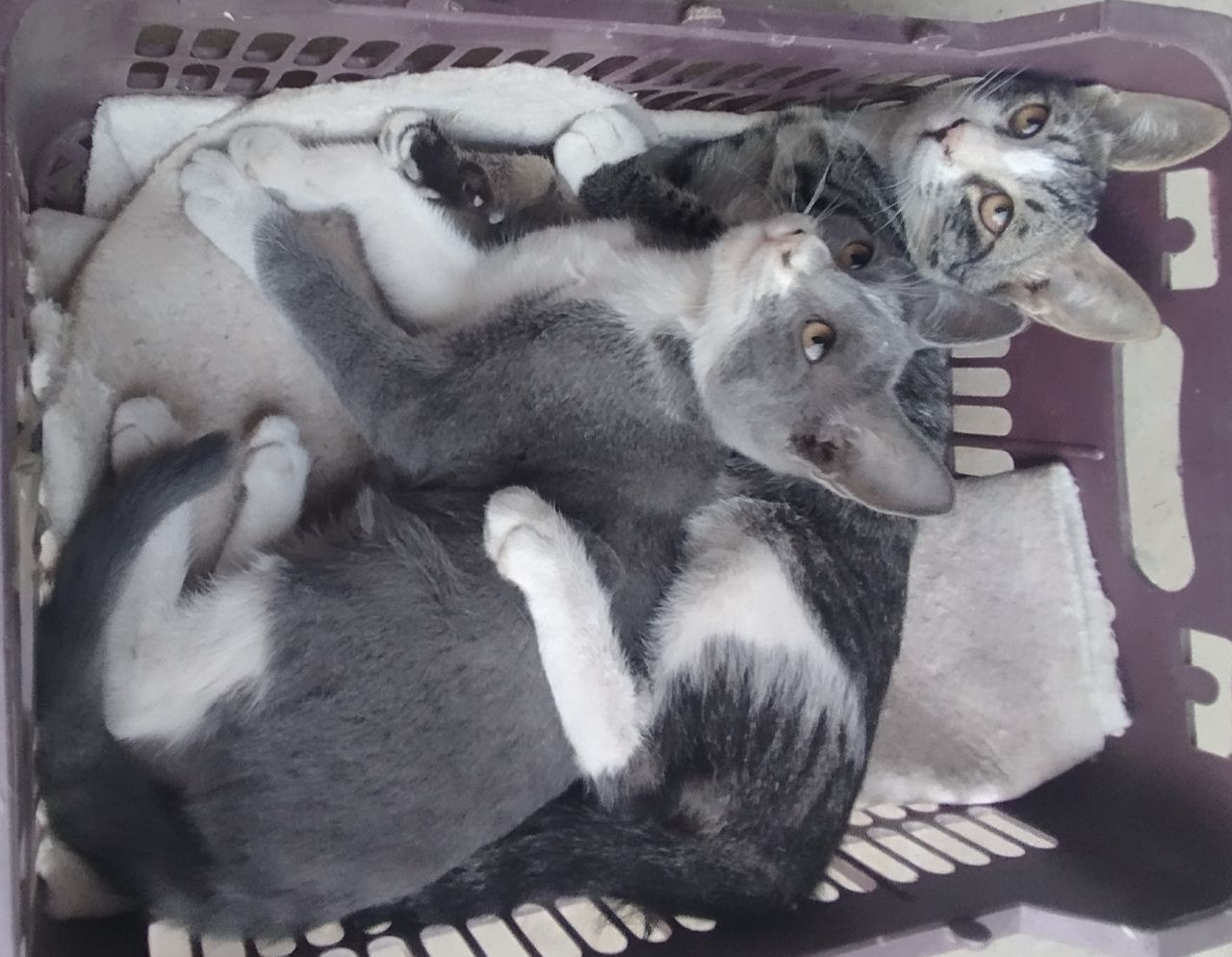 Котята отдам даром