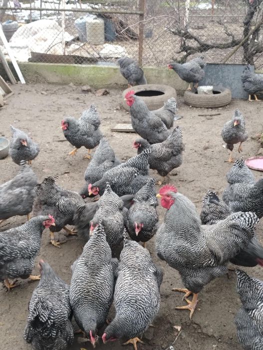 Vand plymouth rock barat