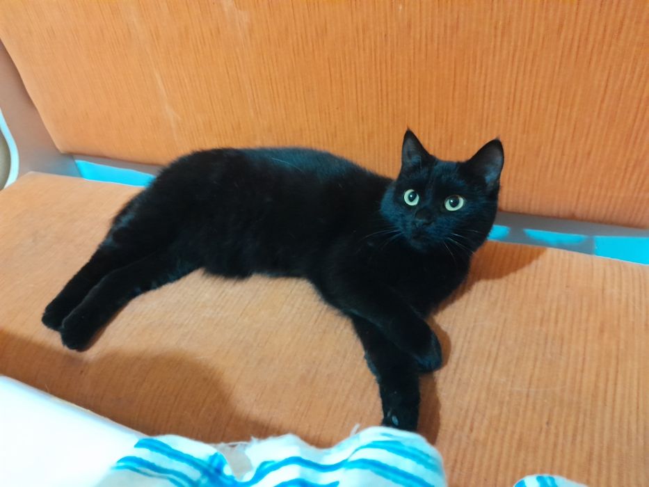 Отдам кошечку в добрые руки