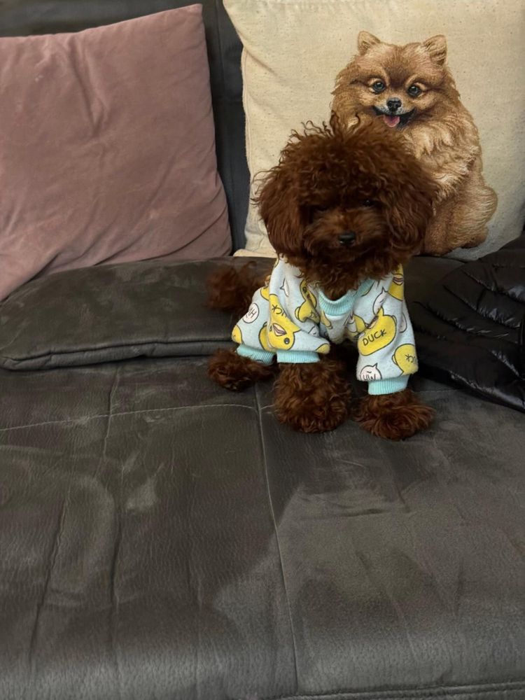 Mini toy red poodle