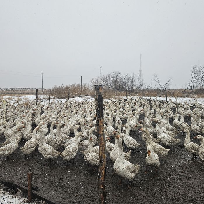Продам гусей живьем  и тушками