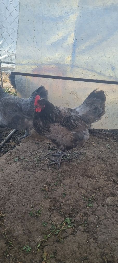 Australorp OUA pentru incubat