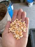 Porumb 1,40/kg..
