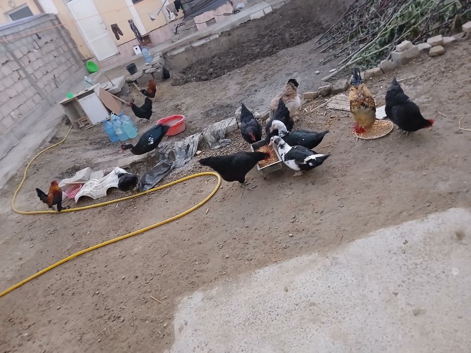 Tovug va horoz indautkalar sotiladi tuxum tugib turibdi