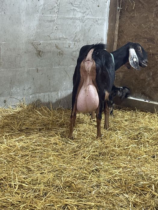 Disponibile capre AngloNubian cu certifivat de origine