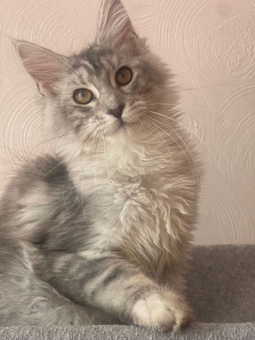 Maine Coon cu părinții campion
