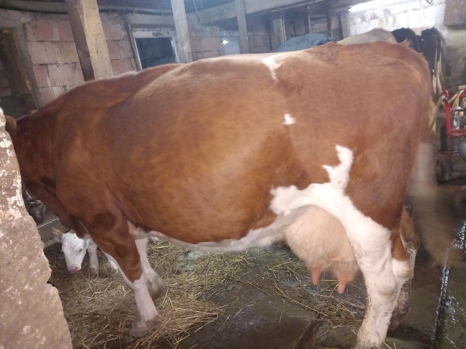 Vaci de vanzare de carne și lapte
