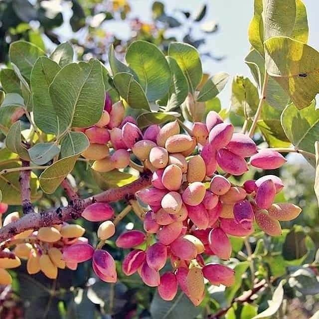 Pomi Fructiferi (FISTIC )