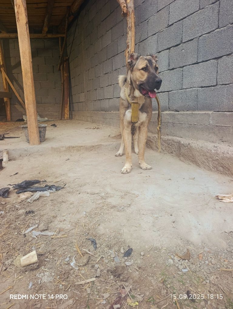 Chopon kuchug sotiladi