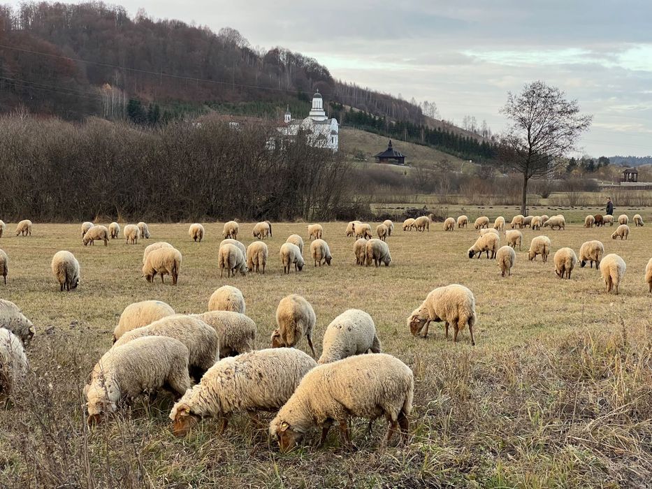 Oi de vânzare - rasa țigaie ruginie