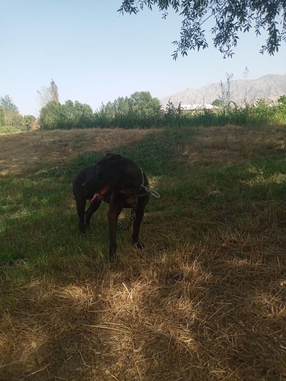 Toza pitbull zoti
