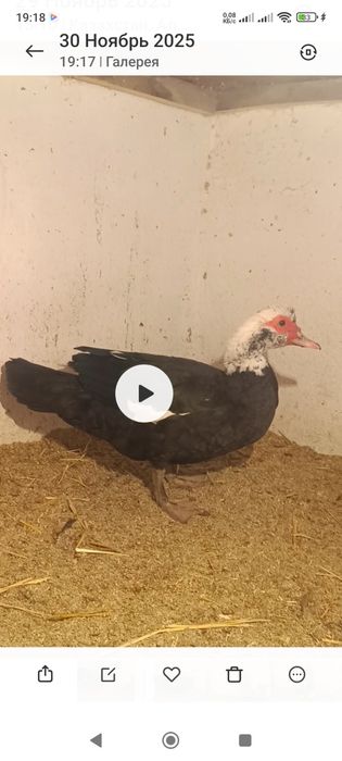 Цена за двойх Индоутка и Карликовый петух!