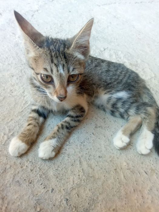 Хадияга берилади