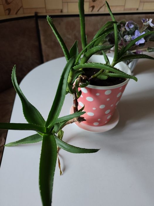 Продам алое вера