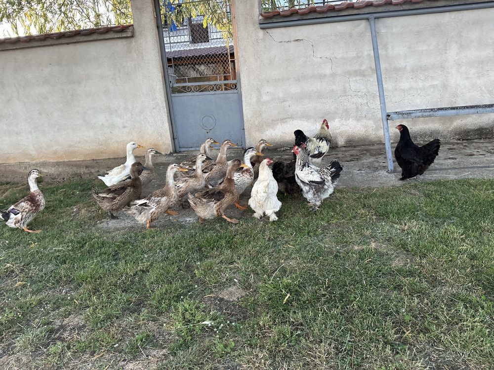 Продавам кокошки и юрдеци