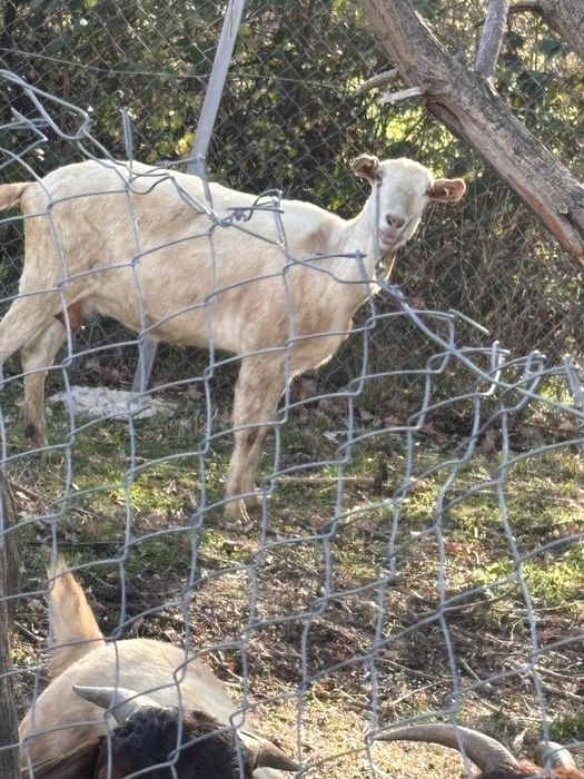 Capre sannen rasa pura