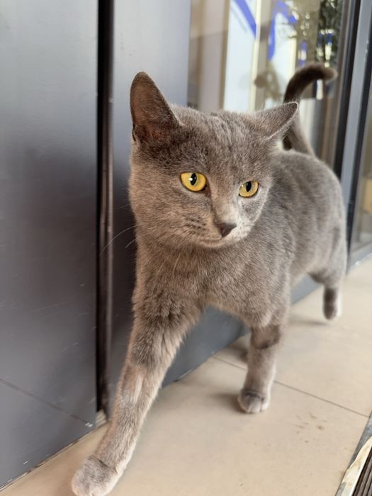 Кошка Тинка ищет семью. 8 месяцев. Стерилизованная