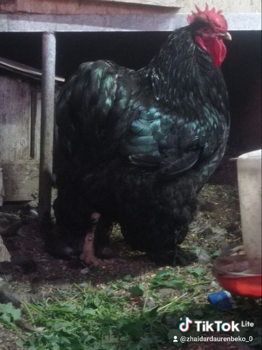 Продам петуха черного кохинхина