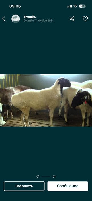 Қосшы Қой, Бараны. Тоқты, Кой, Баран, Қойлар.