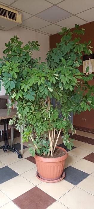 Шефлера голямо растение