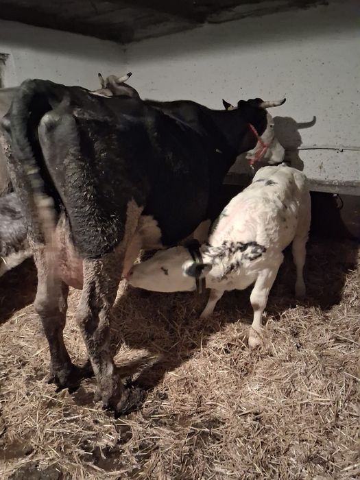 Vând Vacă cu Vițea .