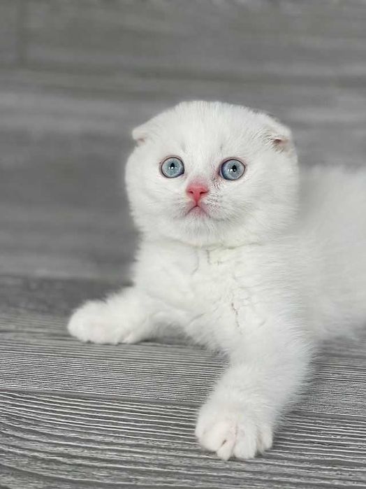 Pisoiaș Scottish Fold cu Pedigree - rezervare