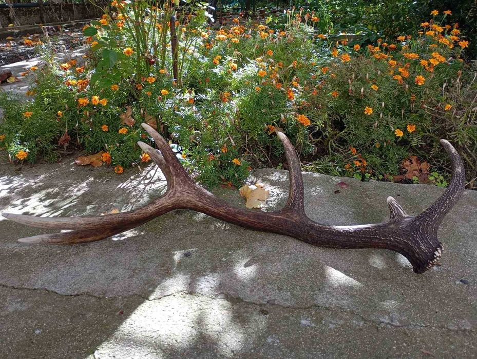 Еленови рога чифт от Средна гора