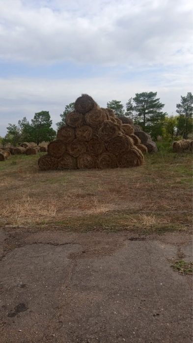 Продам сено луговое